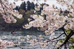 野尻湖 桜14