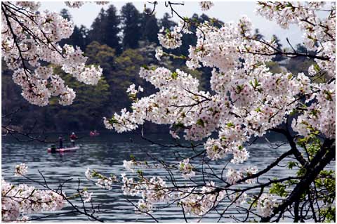春・野尻湖桜競演#14