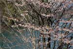 野尻湖山桜05