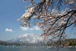 野尻湖山桜18